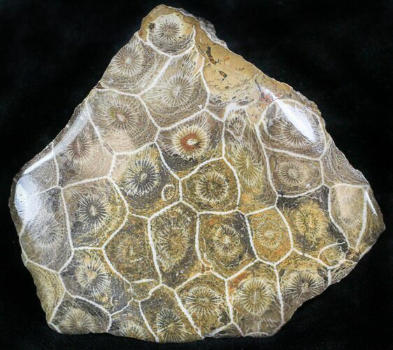 Polished Fossil Coral Head - Morocco #22316